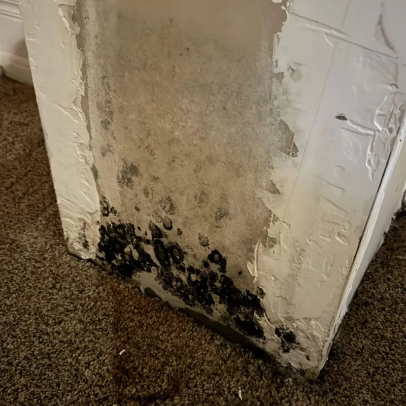 Professional Mold Removal in Portsmouth, NH